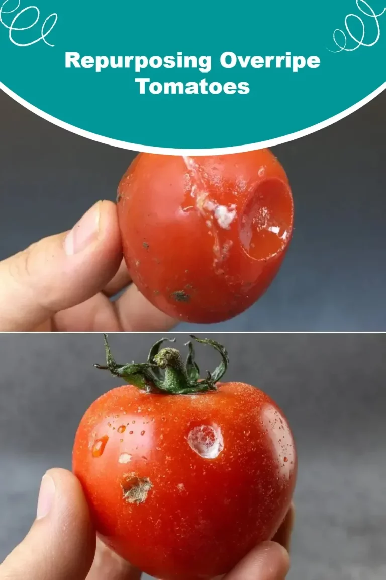 Repurposing overripe tomatoes into sauces and dishes
