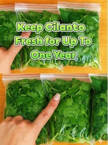 Fresh cilantro in a glass jar for preservation and storage techniques